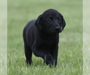 Borador Dogs for adoption in Mechanicsburg, PA, USA