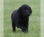 Small Borador