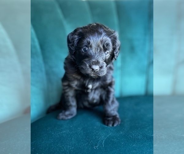 Medium Photo #4 Aussiedoodle Miniature  Puppy For Sale in PURDON, TX, USA