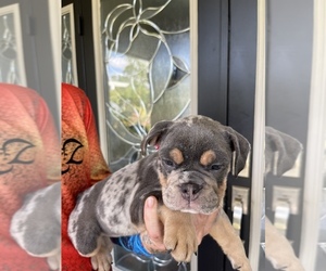 English Bulldog Puppy for sale in LEHIGH ACRES, FL, USA