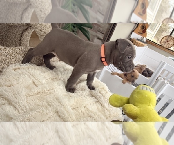 Medium Photo #4 American Pit Bull Terrier Puppy For Sale in ORANGE, NJ, USA