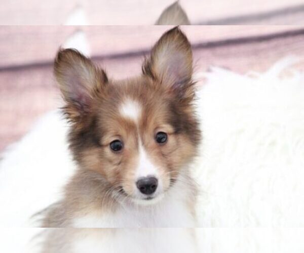 Medium Photo #1 Shetland Sheepdog Puppy For Sale in MARIETTA, GA, USA