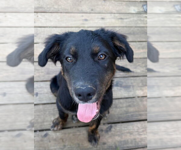 Medium Photo #3 Australian Shepherd-Unknown Mix Puppy For Sale in Claremore, OK, USA