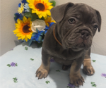 Small #13 French Bulldog