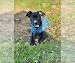 Small #2 American Pit Bull Terrier-Labrador Retriever Mix