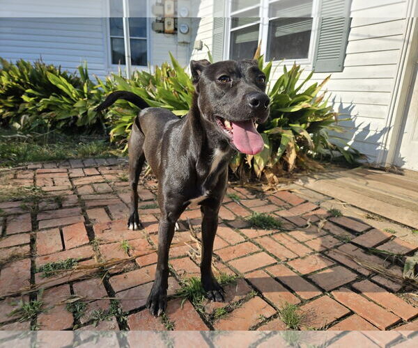 Medium Photo #4 American Pit Bull Terrier-Unknown Mix Puppy For Sale in Oakhurst, NJ, USA