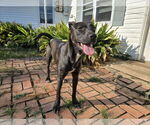 Small #3 American Pit Bull Terrier Mix