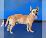 Small #1 Welsh Corgi Mix