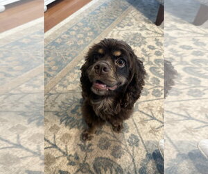 Georgia - Female Cocker Spaniel-Unknown Mix Dog for Adoption - Photo #4