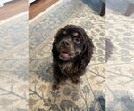 Small Photo #4 Cocker Spaniel-Unknown Mix Puppy For Sale in Sykesville, MD, USA