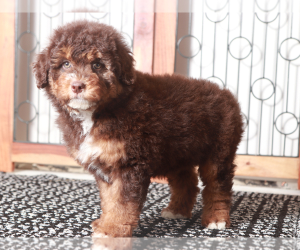 Medium Photo #1 F2 Aussiedoodle Puppy For Sale in NAPLES, FL, USA