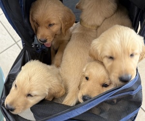 Golden Retriever Puppy for sale in BAXTER, TN, USA