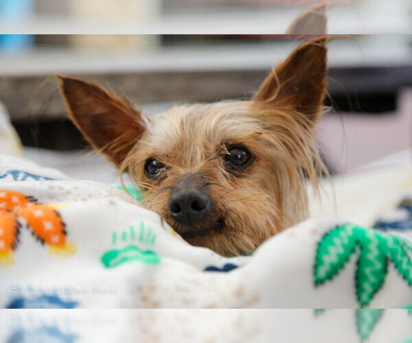 Medium Photo #9 Mutt Puppy For Sale in Mooresville, NC, USA
