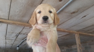 Golden Retriever Puppy for sale in WAVERLY, MN, USA