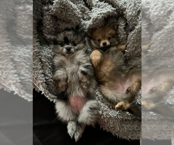 Medium Photo #2 Pomeranian Puppy For Sale in BALTIMORE, MD, USA