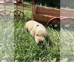Small #5 Golden Retriever