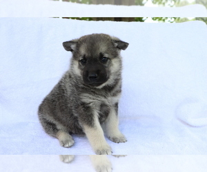 Norwegian Elkhound Puppy for sale in SHILOH, OH, USA