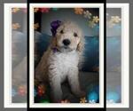 Small Photo #10 Sheepadoodle Puppy For Sale in RIALTO, CA, USA