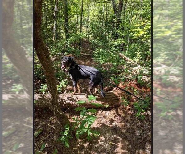 Medium Photo #4 Australian Shepherd-Unknown Mix Puppy For Sale in Greenville, SC, USA