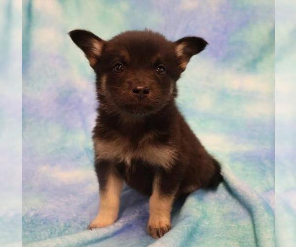 Medium Photo #1 Mutt Puppy For Sale in Thief River Falls, MN, USA
