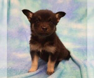 Mutt Dogs for adoption in Thief River Falls, MN, USA