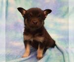 Small Mutt