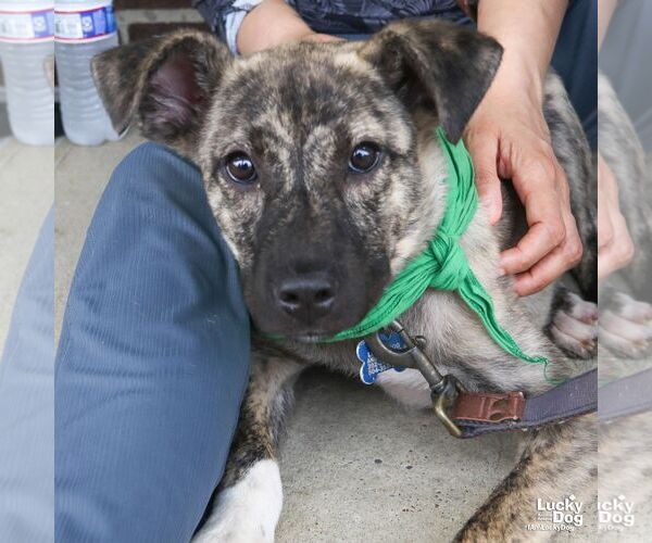 Medium Photo #3 Mutt Puppy For Sale in Washington, DC, USA