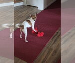 Small #4 Rat Terrier Mix