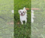 Small #4 Shih Tzu