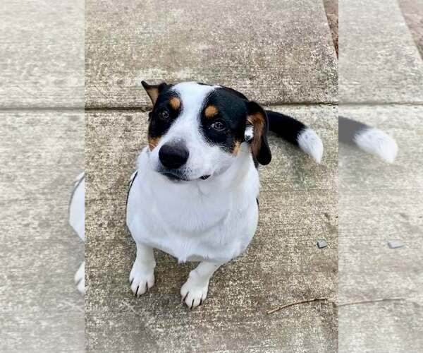 Medium Photo #2 Beagle-Unknown Mix Puppy For Sale in Scottsboro, AL, USA