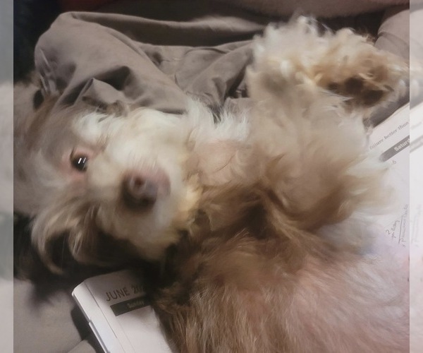 Medium Photo #1 Aussie-Poo Puppy For Sale in VENETA, OR, USA