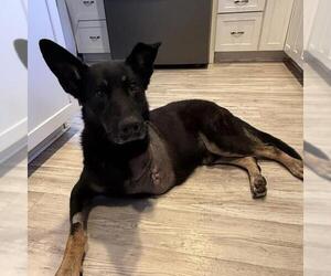 Santiago - Male Mutt Dog for Adoption - Photo #2