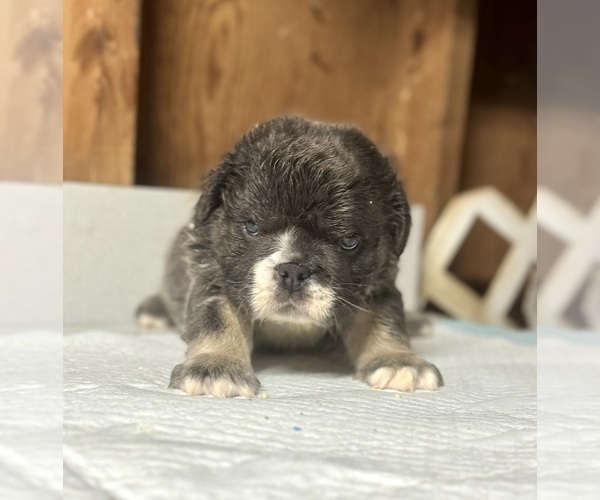 Medium Photo #8 English Bulldog Puppy For Sale in DAYTON, OH, USA