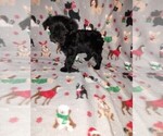 Puppy Prancer YorkiePoo