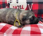 Small Photo #15 German Shepherd Dog Puppy For Sale in MARION, IL, USA