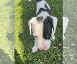 Small Photo #3 Boxer-Unknown Mix Puppy For Sale in The Woodlands, TX, USA