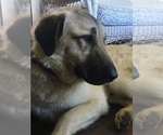 Small Photo #1 Anatolian Shepherd Puppy For Sale in BROWNSVILLE, TN, USA