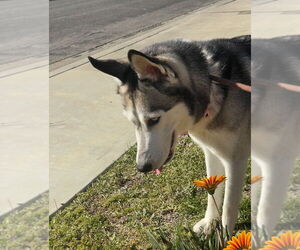Marlee - Female Siberian Husky Dog for Adoption - Photo #3