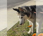 Small #2 Siberian Husky