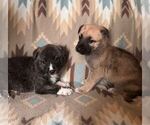 Small Photo #5 Alusky-Dutch Shepherd Dog Mix Puppy For Sale in VINTONDALE, PA, USA