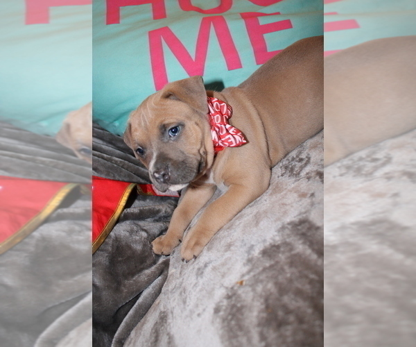 Medium Photo #2 American Bully Puppy For Sale in NORWALK, CT, USA