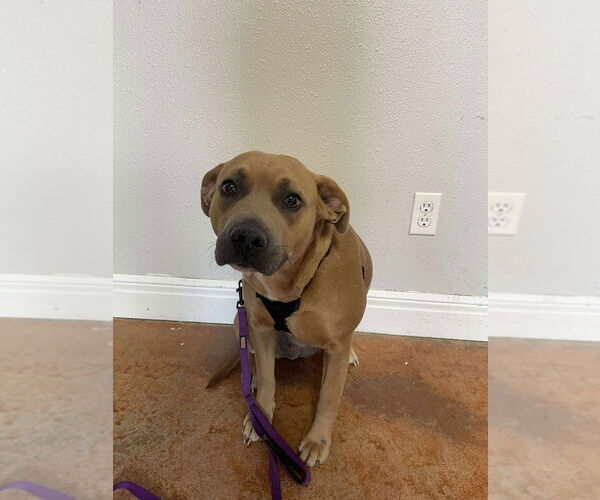 Medium Photo #5 American Pit Bull Terrier-Unknown Mix Puppy For Sale in Bolivar, MO, USA