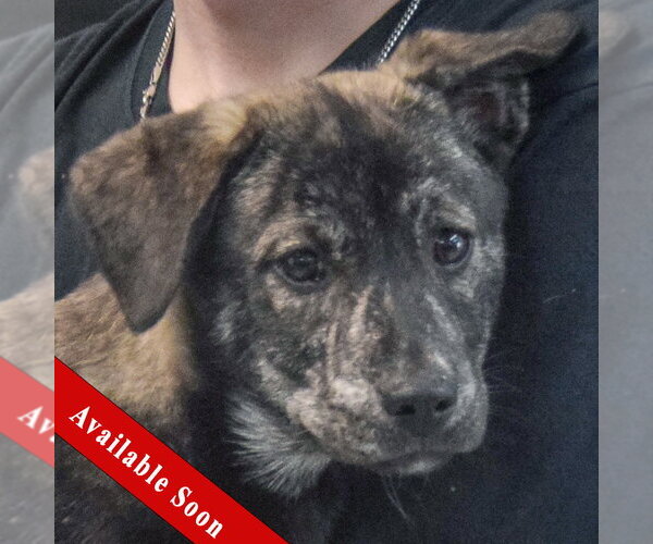 Medium Photo #1 Shollie Puppy For Sale in Huntley, IL, USA