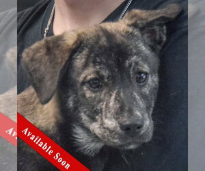 Shollie Dogs for adoption in Huntley, IL, USA