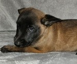Small Photo #4 Belgian Malinois Puppy For Sale in HOLLYWOOD, FL, USA