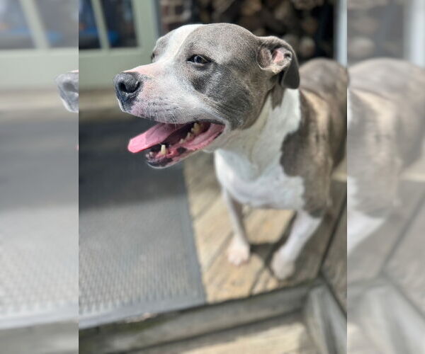 Medium Photo #1 American Pit Bull Terrier-American Staffordshire Terrier Mix Puppy For Sale in Chester, VA, USA