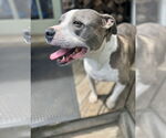 Small American Pit Bull Terrier-American Staffordshire Terrier Mix