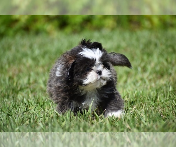 Medium Photo #3 Shih Tzu Puppy For Sale in PALM COAST, FL, USA