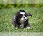 Small #2 Shih Tzu
