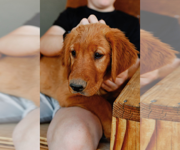 Medium Photo #1 Golden Retriever Puppy For Sale in CHINO VALLEY, AZ, USA
